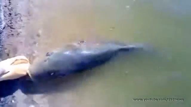 Ручная рыба