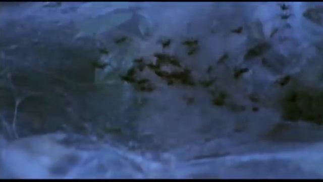 Spiders living in groups in Congo смотреть онлайн