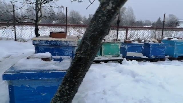 Пасека 16 декабря! Тестирую южные породы!