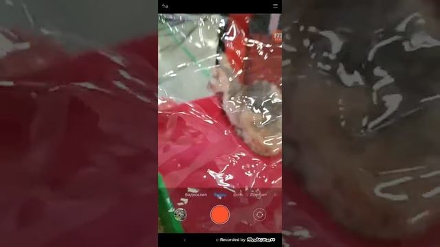 КОТЫ!!!!!!! Я на выстовке кошок смотреть онлайн