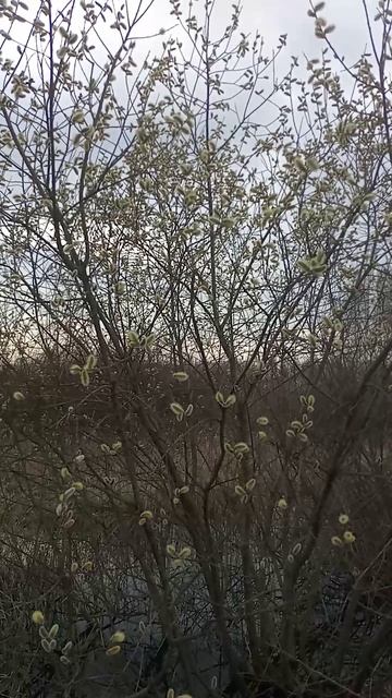 Весна... смотреть онлайн