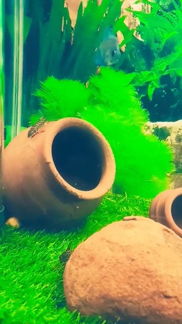 upside down catfish #fish #aquarium #subscribe #beauty #colorful #cute #youtube #fishkeeper #tank смотреть онлайн