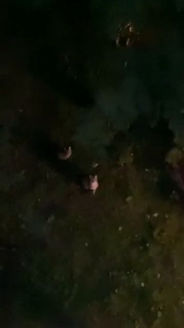 Пришли на ужин | Смешные животные смотреть онлайн