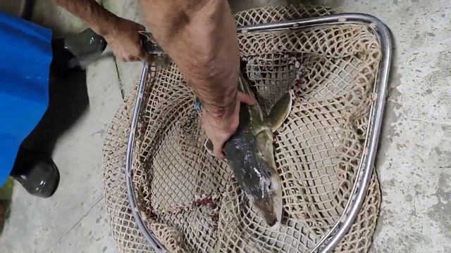 Сахалинский зелёный осётр смотреть онлайн