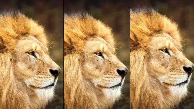 Tenca (Лев //LeV) смотреть онлайн