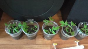 Чтобы срезанные верхушки рассады помидоров хорошо укоренялись