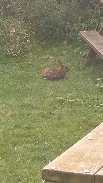 Rabbit In The Park