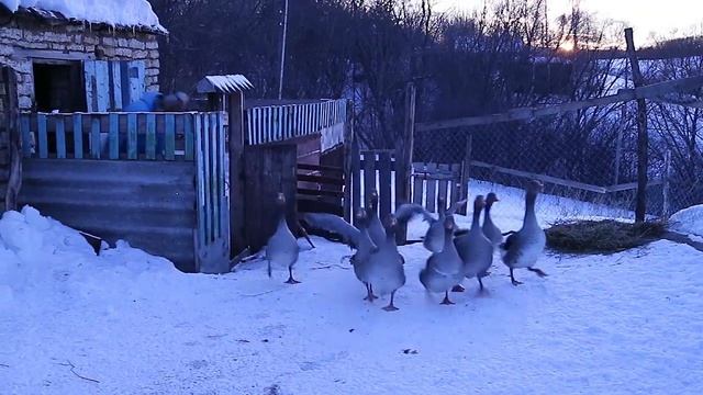 МОЯ ФЕРМА-МОЙ ДОМ!ПЕРЕЕЗД ИЗ ГОРОДА В ДЕРЕВНЮ. смотреть онлайн