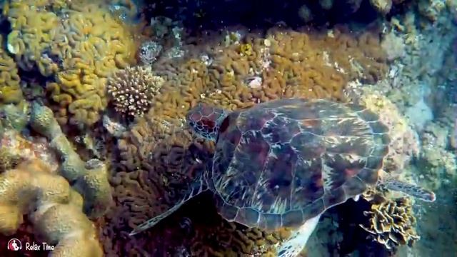 RelaxTime.Успокаивающая музыка для нервов целебная музыка для сна и отдыха.