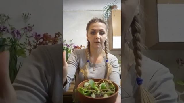Размножение Дискидии смотреть онлайн