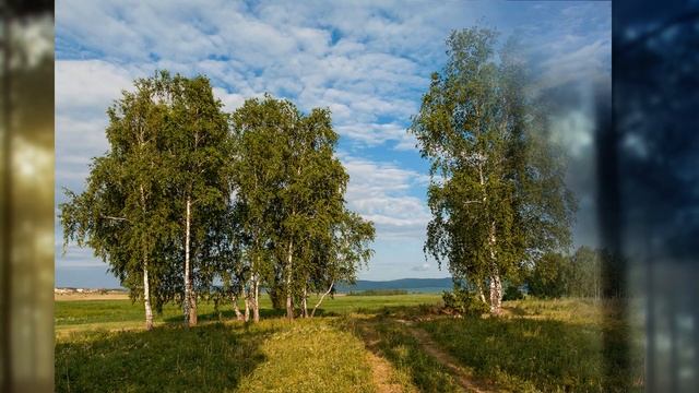 Белые берёзки