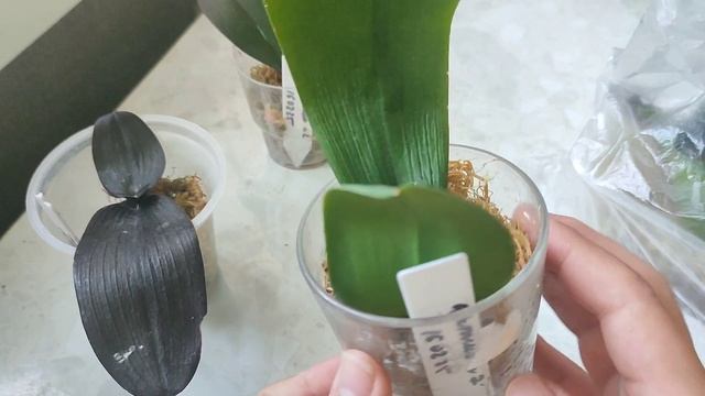 Куча орхидей без корней. История успешной реанимации смотреть онлайн