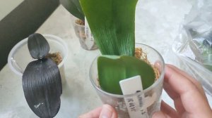 Куча орхидей без корней. История успешной реанимации