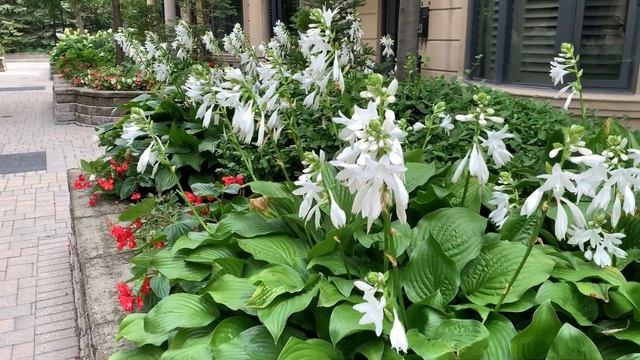 浓香玉簪花 - 八月下旬的陶醉 - Hosta plantaginea (Fragrant plantain lily) смотреть онлайн
