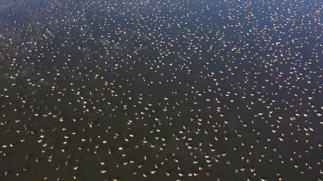 Утки на озере вблизи Дзержинска смотреть онлайн