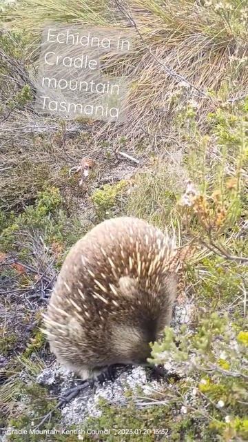 Echidna on or walk around Cradle Mountain 😃 смотреть онлайн