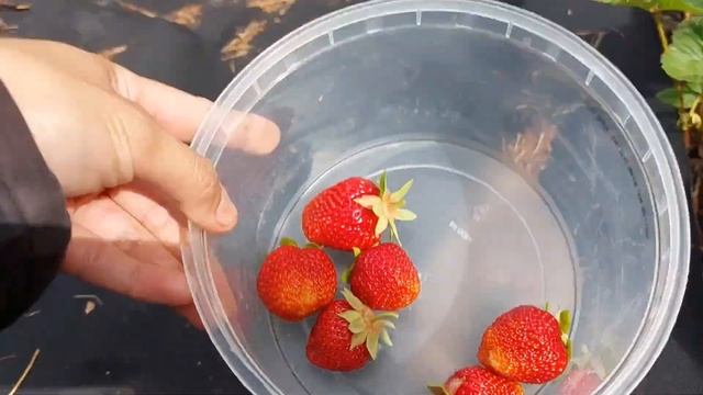 Harvesting My Strawberries In Summer 2022 | Gardening and prepper смотреть онлайн