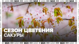 Сезон цветения сакуры стартовал в "Аптекарском огороде" - Москва 24