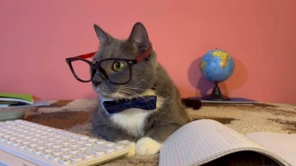 КОТИКИ В ШКОЛЕ ЗВОНЯТ СВОИМ НЕЙРО-КОПИЯМ!
#kotynet