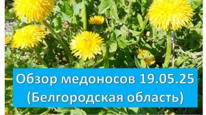 19.04.25 Обзор медоносов (Белгородская область)