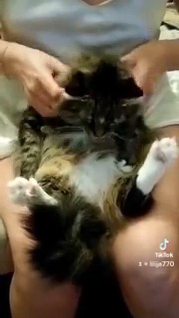 Массаж кота | Релакс смотреть онлайн