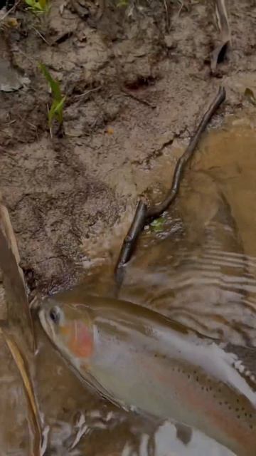 Nymphing for giant rainbow trout in the greatest free flowing spring creek in the world