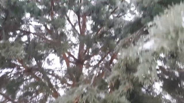 22.11.22, сосна-погремушка смотреть онлайн