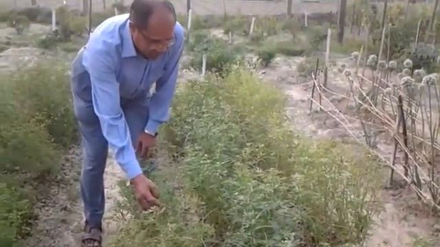 Coriander & Trigonella