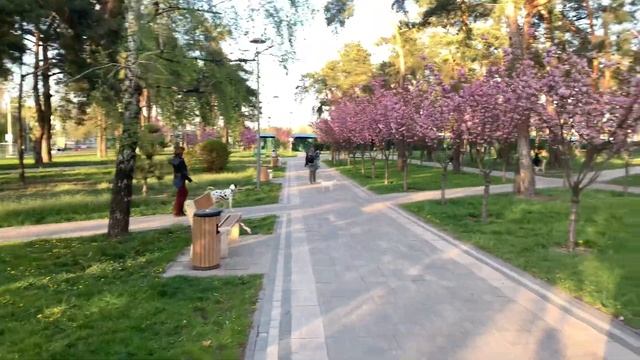 Киев Парк КИОТО Сакура цветёт смотреть онлайн