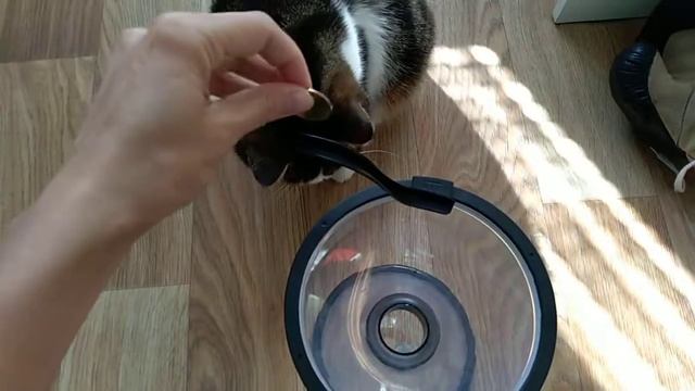 Котик Лаваш и вихревая копилка черная дыра смотреть онлайн