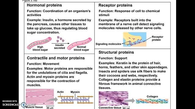 10-5 AP17 Protein Structure смотреть онлайн