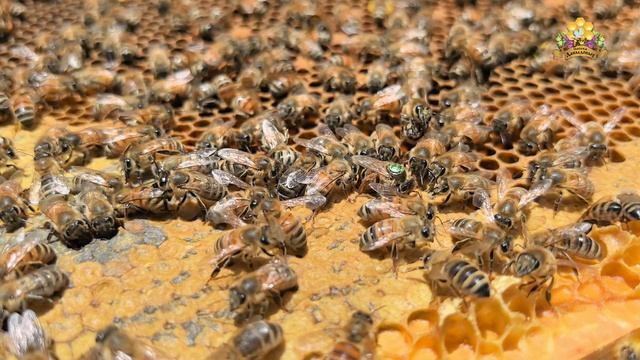 B124(DSA)24 Kmk B300(DSA)22 [20 Dr.c.]