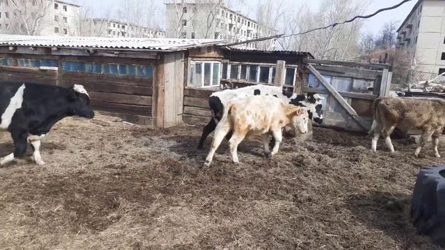 хитрый бык смотреть онлайн