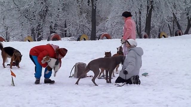 Весёлые старты смотреть онлайн