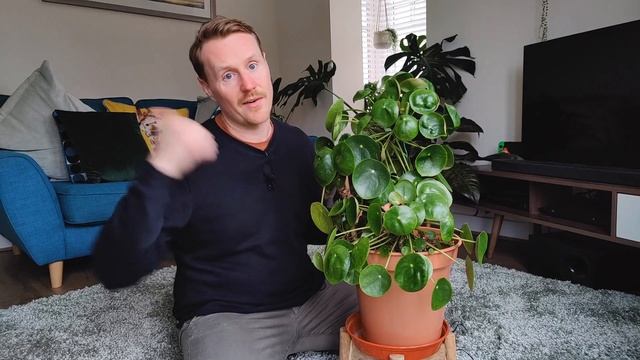 Rare crested Pilea - What is Fasciation - Strange growth in my plant - Alien houseplant смотреть онлайн