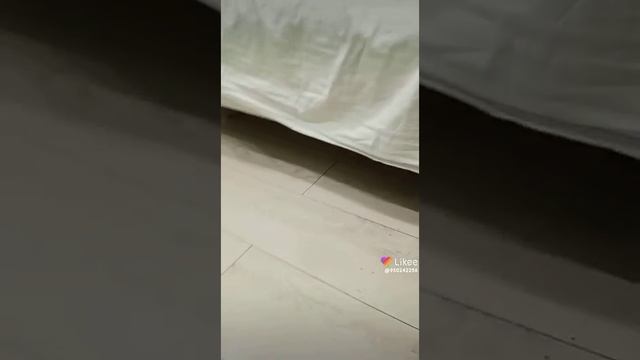 очень красивая Собачка 🐕🐕🐕 Милашка моя лайк подписка колокольчик смотреть онлайн