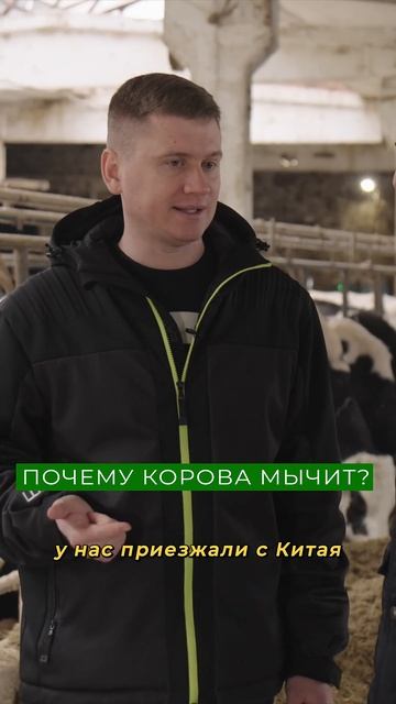 Почему корова МЫЧИТ? Фермер рассказывает СЕКРЕТ смотреть онлайн