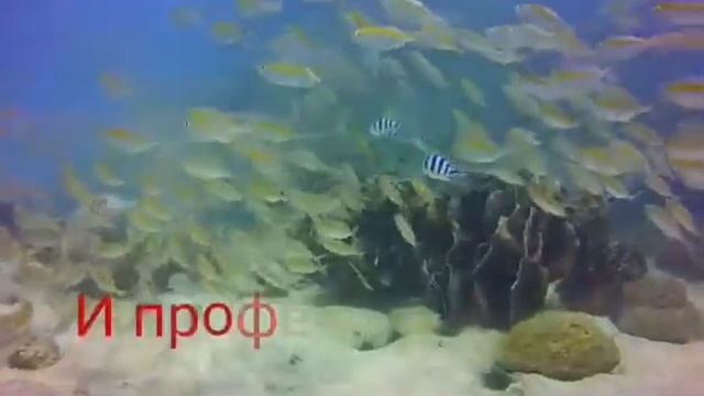 Дайвинг на Ко Чанге смотреть онлайн
