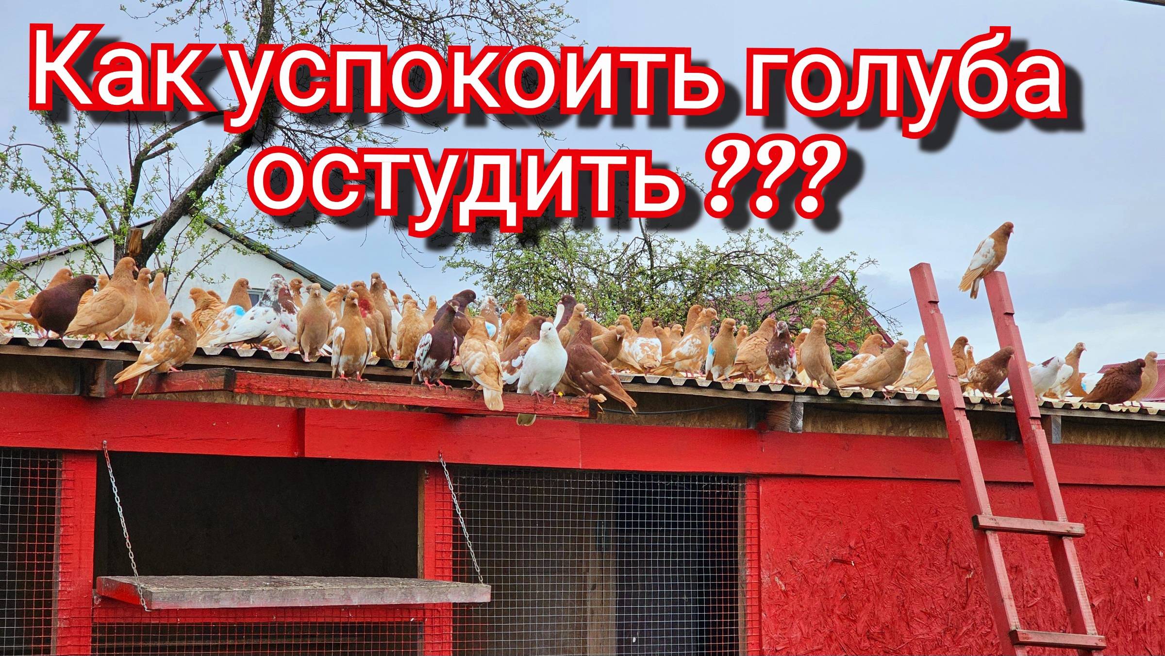 Эти голуби испытывают моё терпение смотреть онлайн