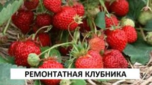 КЛУБНИКА РЕМОНТАТНАЯ ВЫРАЩИВАНИЕ И УХОД