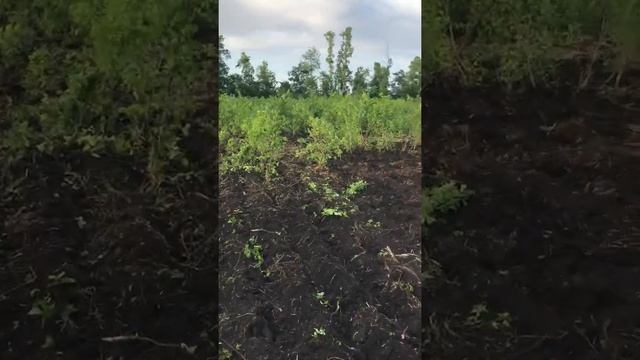 Залежные земли сельхозназначения смотреть онлайн