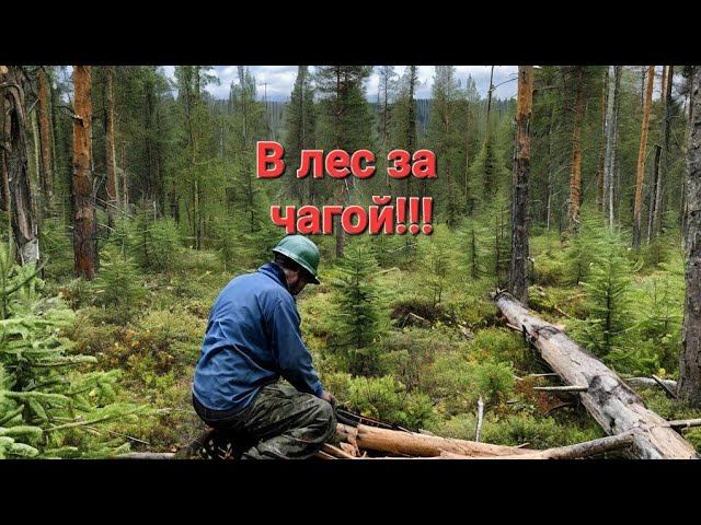 В лес на поиски чаги.Собираем чагу на продажу. смотреть онлайн