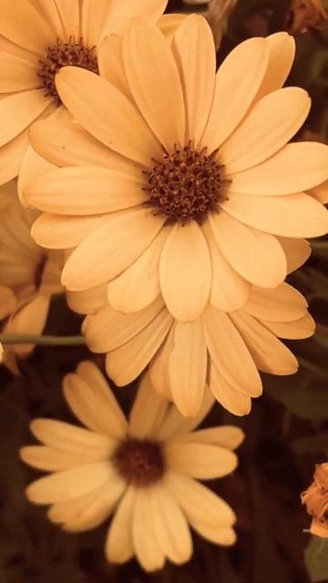 Osteospermum jaune#flowerslovers #inmygarden #flowers #shorts смотреть онлайн