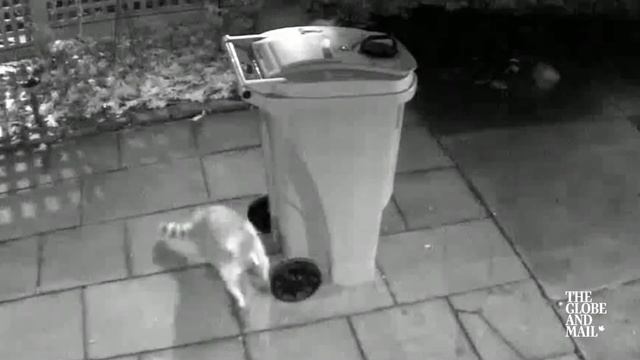 Toronto’s war on the raccoon set to music смотреть онлайн