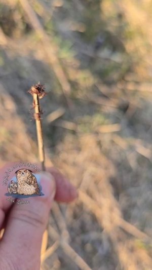 Тысячи клещей в поле. Осторожно, самый сезон заразных кровососов!