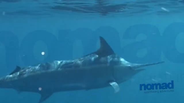 Nomad Sportfishing - FREE SWIMMING MARLIN VIDEO FREDRICK REEF HD смотреть онлайн