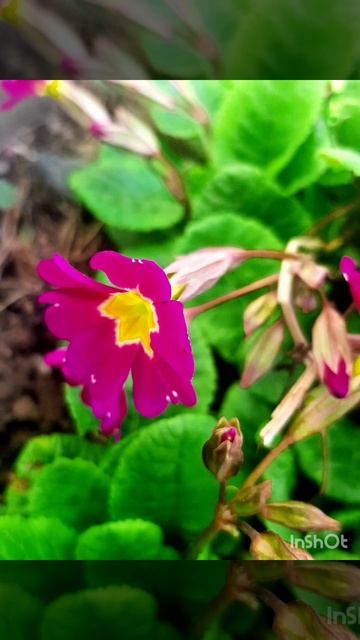 Примулы и прекрасная мелодия.mp4 смотреть онлайн