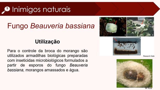 Curso "Controle biológico de pragas do morango" смотреть онлайн