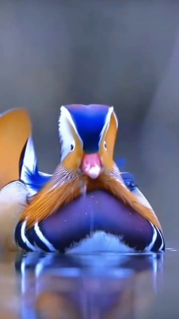 Завораживающая красота 🥰😍 #shortsvideo #shortvideo #врек #видео #животные #рек #жиза #влог смотреть онлайн