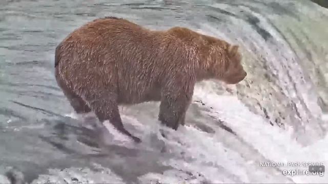 9/14/2021 Bear 907 "Lip Fisher" Explore.org смотреть онлайн